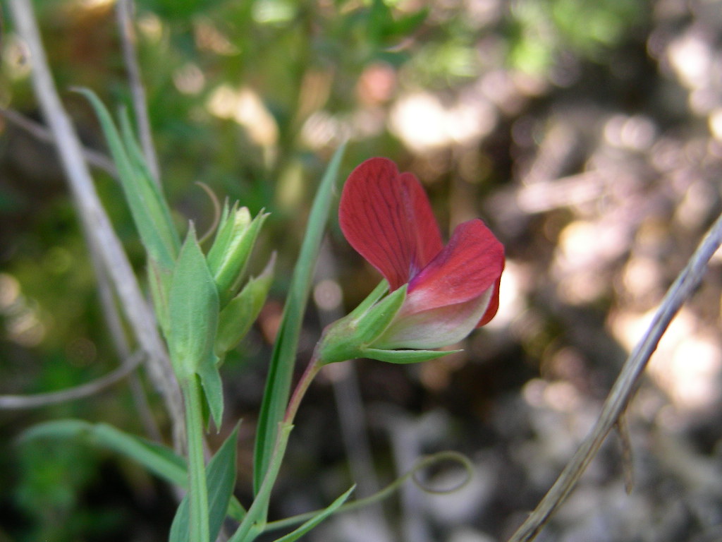 Piccolo fiore rosso ... Lathyrus cicera